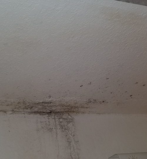 Mold on ceiling