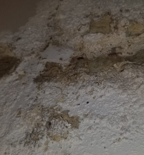 Mold on wet drywall