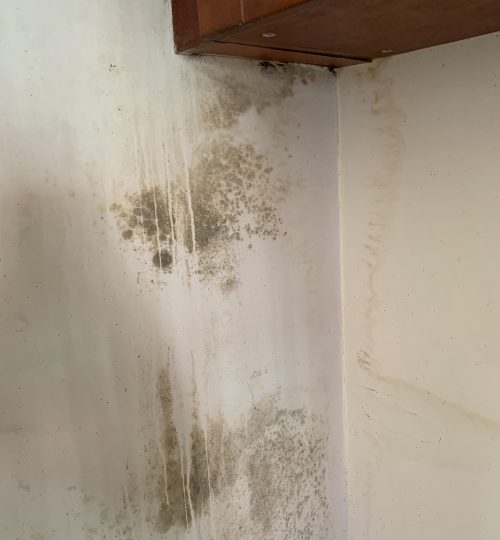 Mold on kitchen wall