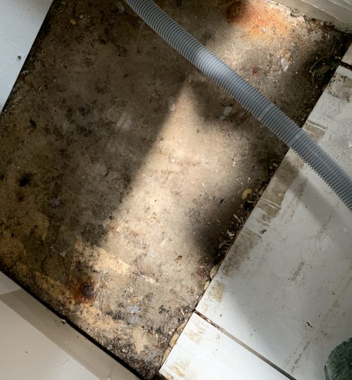 Mold behind dishwasher