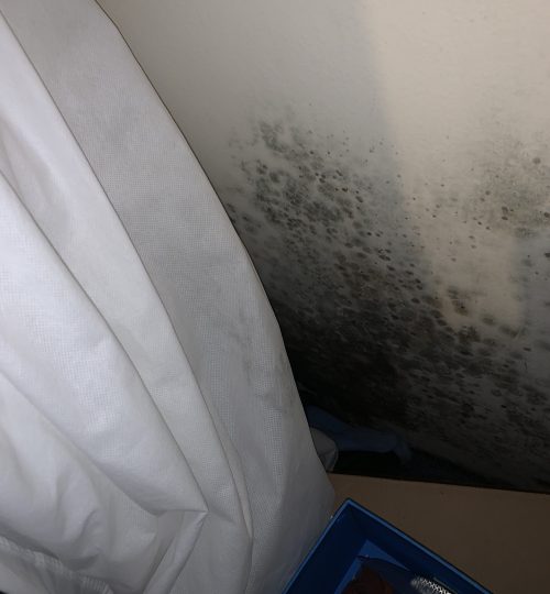 Mold located in closet