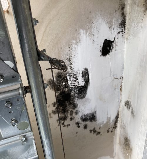 Mold in Garage