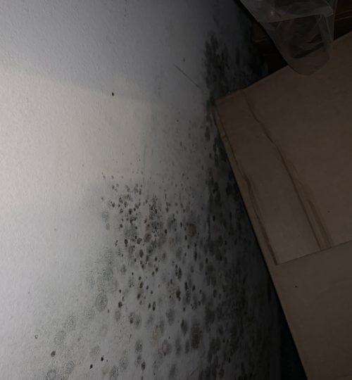 Mold on closet wall