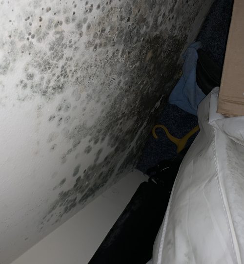 Mold in home